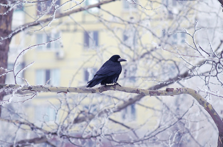 Beautiful winter Raven on a snowy branch. City winter landscape.の写真素材