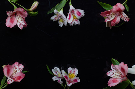 Beautiful alstroemeria flowers on a black background, with copy space. A frame of flowers, free space for your text.の写真素材