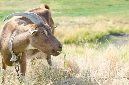 Brown goat on the pasture, free space. Portrait of a goat closeup.の写真素材