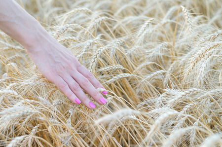 Wheat ears in the hand, agriculture. Summer background, field of wheat and a female hand.の写真素材