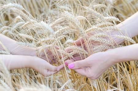 Mom and daughter keep wheat ears, free space. Summer background.の写真素材