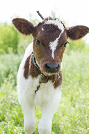 Calf, portrait of a small cow. The calf grazes in the meadow.の写真素材