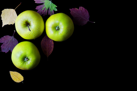 Green apples isolated on a black background, free space. Autumn background, top view.の写真素材