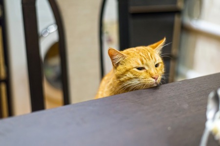 Cat with glowing eyes looking at raw troutの写真素材