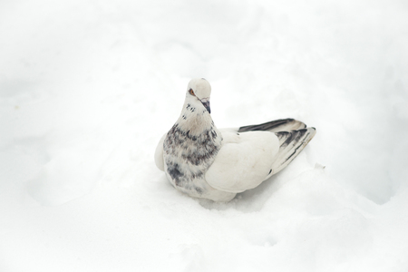 Pigeon on snow close-up. Winter weather.の写真素材