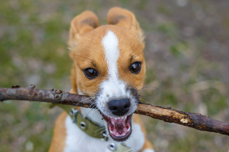 Puppy playing with a stick, close-up. Homeless dog. Small dog in the countryside.の写真素材