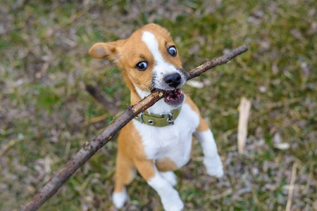 Puppy playing with a stick, close-up. Homeless dog. Small dog in the countryside.の写真素材