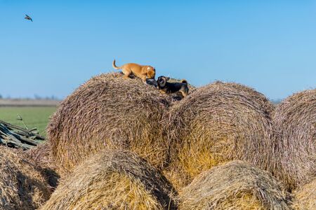 Two puppies play on haystacks. Best friends. Outbred puppies in the countryside.の写真素材