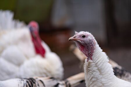 White turkeys in the countryside. Domestic bird.