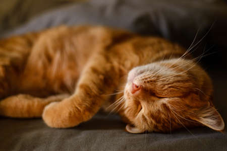 Red beautiful cat. The pet is sleeping on the bed.の写真素材