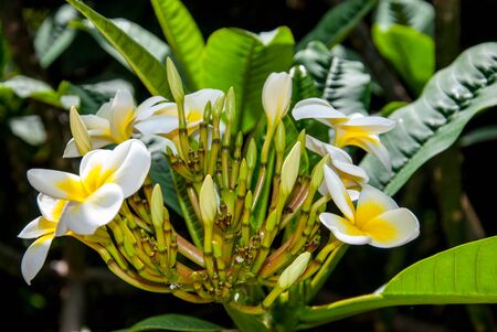 Plumeria - a genus of tropical trees of the Kutrov familyの写真素材