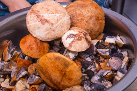 Fresh mushrooms from the forest in big basin large Plenumの写真素材