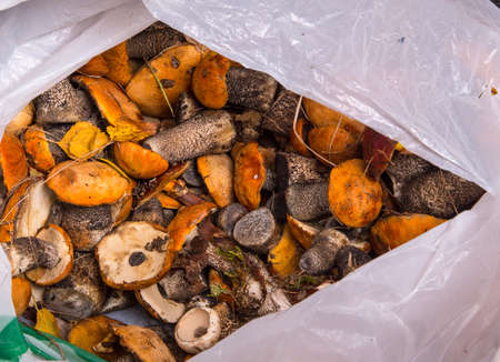 Fresh mushrooms from the forest in a package
