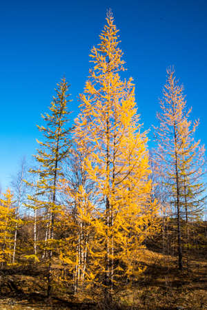 A lot of old tires discarded in the middle of a birch groveの写真素材