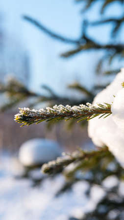 Green spruce branch with snow and frost, close-up, Winter still life