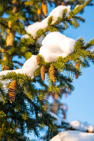 Green spruce with cones with snow and frost on a blue sky background, close-up, winter still lifeの写真素材