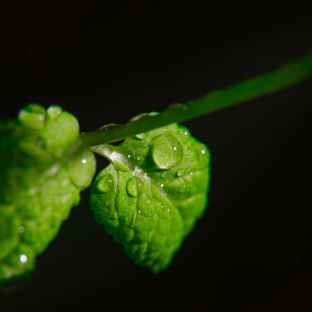 Green sprig of mint with water drops on leaves, black background, close-up, macro, wallpaper,...