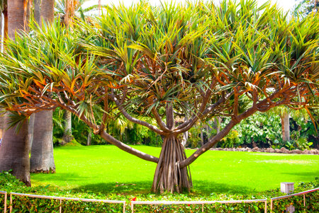 Dragon tree in the park