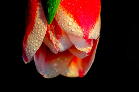 Red and white tulip with water drops, macro photography, postcard, template, copy space,の写真素材