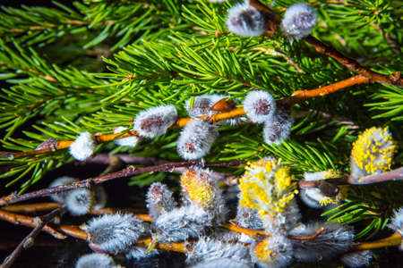 Willow branch, on the background of a fir tree with water drops on a black background close-up,...