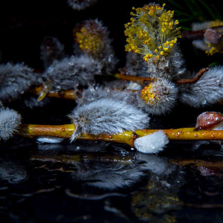 Willow branch with water drops on a black background close-up, postcard, template