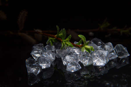 Branch with green leaves on pieces of ice, water drops on a black background, close-up, template,...