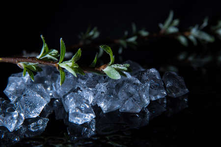 Branch with green leaves on pieces of ice, water drops on a black background, close-up, template, postcard, still life, copy spaceの写真素材