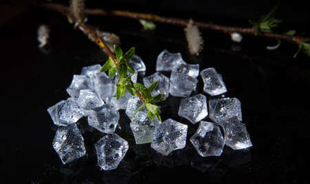 Branch with green leaves on pieces of ice, water drops on a black background, close-up, template,...