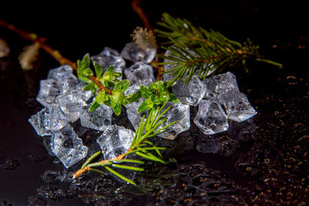 Branch with green leaves on pieces of ice, water drops on a black background, close-up, template, postcard, still life, copy spaceの写真素材