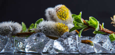 Willow branch with green leaves and buds on pieces of ice on a black background, close-up, still...
