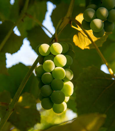 Bunches of green grapes close-upの写真素材
