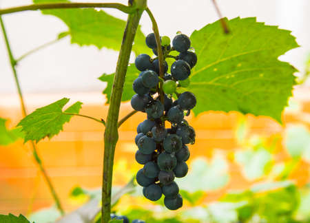 Bunches of blue grapes with water drops close-upの写真素材