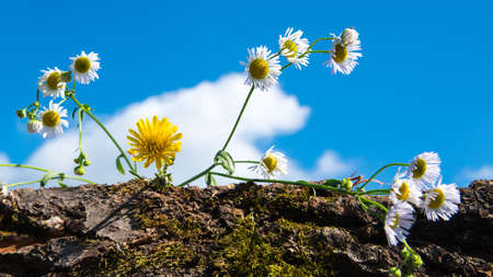 White daisies on a blue sky background, close-up, copy spaceの写真素材