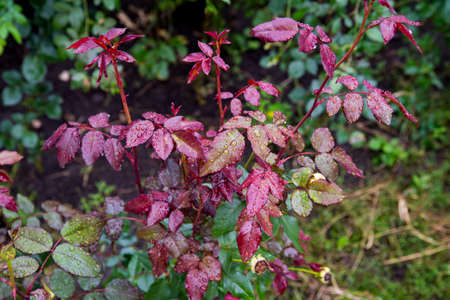 Rose bush with dew drops, close-up, copy space