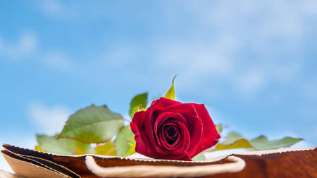 Red rose on a paper bag against a blue sky background, close-up, copy spaceの写真素材