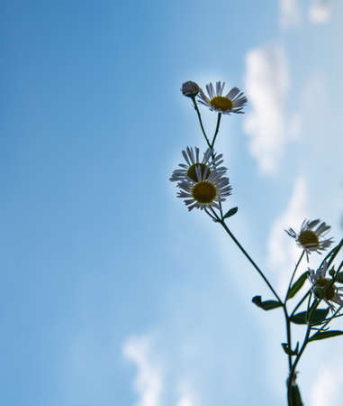 White daisies on a blue sky background, close-up, copy spaceの写真素材