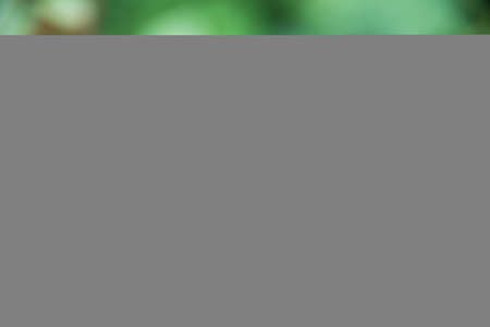 Rose red in morning dew, background, copy spaceの写真素材