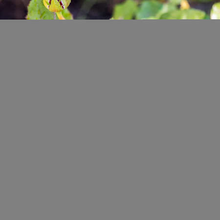 Rose red in morning dew, background, copy space