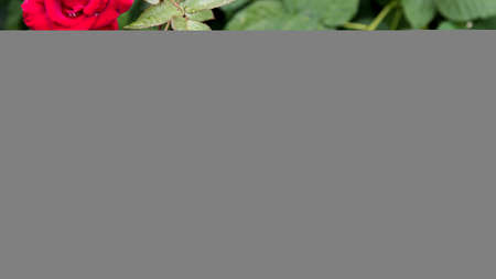 Rose red in morning dew, background, copy spaceの写真素材
