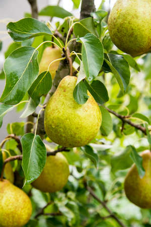 Pears with dew drops on a branch, close up, copy spaceの写真素材