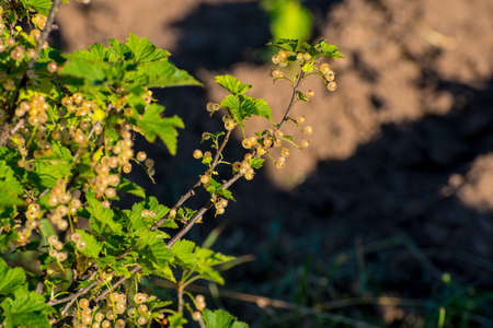 White currant bush, copy space