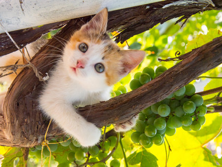 Ginger kitten climbing a vine, close up, copy spaceの写真素材