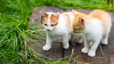 Two ginger kittens on a background of green grass on a green lawn, close-up, copy space, templateの写真素材