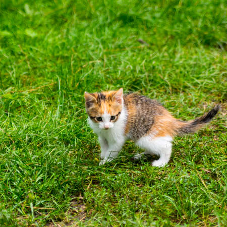 Black and red kitten on a background of green grass on a green lawn, close up, copy space, template