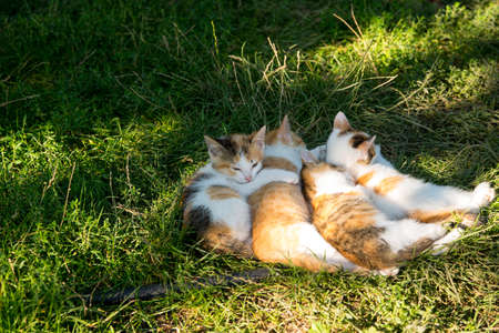 Ginger kittens lie on green grass, close up, copy spaceの写真素材