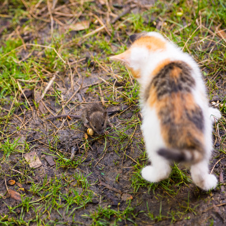Ginger kitten with gray mouse, close up, copy spaceの写真素材
