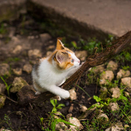 Red-haired kitten climbing a vine, close-up, copy spaceの写真素材