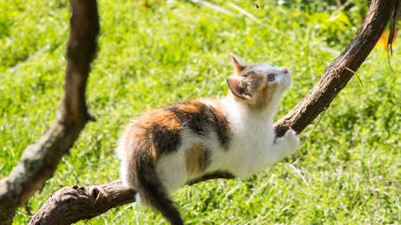Ginger kitten climbing a vine, close up, copy spaceの写真素材