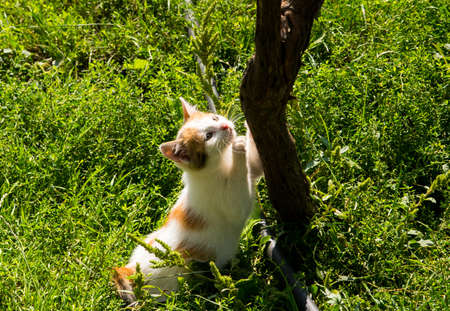 Ginger kitten jumping on a vine, close up, copy spaceの写真素材