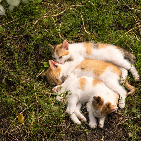 Ginger kittens sleeping on green grass, close up, copy spaceの写真素材